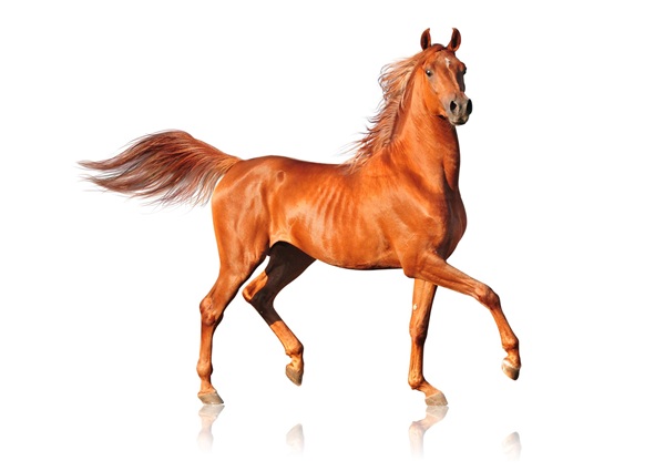 Shutterstock