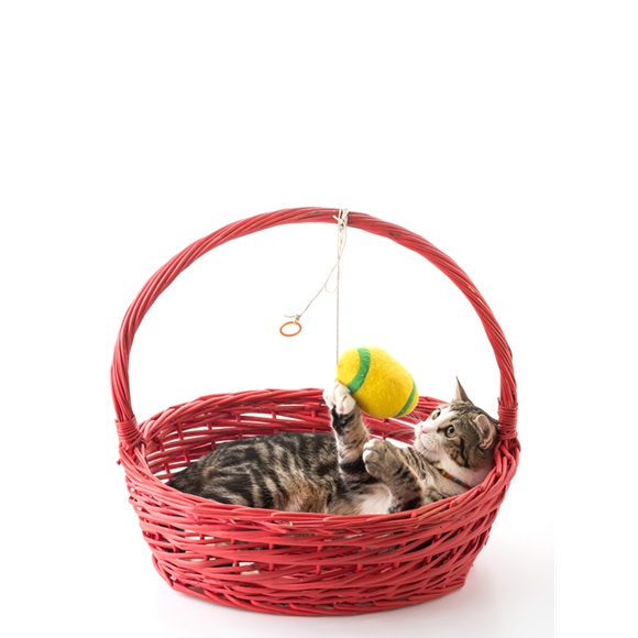 Cat in red basket on white background